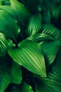 High angel view of fresh green hosta leaves lush foliage background.