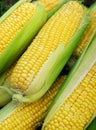 High angel view of freshly harvested ears of corn Royalty Free Stock Photo
