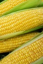 High angel view of freshly harvested ears of corn Royalty Free Stock Photo