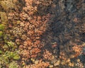 High angle aerial bird`s eye drone view of a forest near Sydney, New South Wales, Australia, heavily burnt by bushfires.