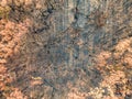 High angle aerial bird`s eye drone view of a forest near Sydney, New South Wales, Australia, heavily burnt by bushfires.