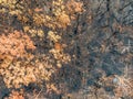 High angle aerial bird`s eye drone view of a forest near Sydney, New South Wales, Australia, heavily burnt by bushfires.