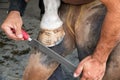 Crop farrier shaping hoof of horse Royalty Free Stock Photo