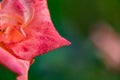 High angle close of flower petals against the blurry green background with rain drops. winter and autumn concept