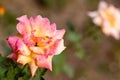 High angle close-up of beautiful rose in garden in one third frame. Beauty and flowers concept