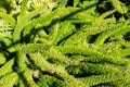 High angle close up macro over a bunch of Asparagus densiflorus tropical plants under the sun Royalty Free Stock Photo