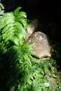 High angle close up over a mineral stone, precious rock, hidden behind a fern