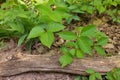 High Angle Close up of a Patch of Poison Ivy Plants on a Sunny Day Royalty Free Stock Photo