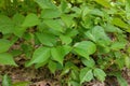 High Angle Close up of a Patch of Poison Ivy Plants on a Sunny Day Royalty Free Stock Photo