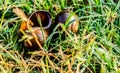 High angle close up shot of two empty shells in a lawn with green grass dew drops Royalty Free Stock Photo