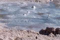 High-angle closeup of frozen Grand Prismatic Spring grass around Royalty Free Stock Photo