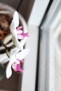 High angle closeup of a Moth orchid in a pot near a window under the sunlight Royalty Free Stock Photo