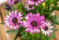 High angle closeup shot of beautiful pink African daisy flowers Royalty Free Stock Photo