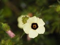 High angle closeup shot of a beautiful white damiana flower on blurred background