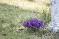 High angle closeup shot of a bunch of purple crocuses growing on the green grass Royalty Free Stock Photo