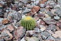High angle closeup shot of a cactus growing among the stones Royalty Free Stock Photo
