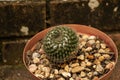 High angle closeup shot of a cactus plant in a brown flower pot with bricks on the background Royalty Free Stock Photo