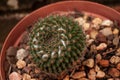 High angle closeup shot of a cactus plant in a brown flower pot with bricks on the background Royalty Free Stock Photo