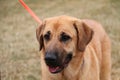 High angle closeup shot of a cute brown companion dog