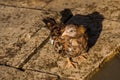 High angle closeup shot of a cute brown hen with its shadow on the ground Royalty Free Stock Photo