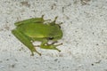 High angle closeup shot of a cute green frog sitting on the ground Royalty Free Stock Photo