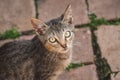 High angle closeup shot of a cute grey cat with green eyes staring at the camera Royalty Free Stock Photo