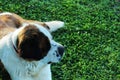 High angle closeup shot of a cute st. bernard dog lying on the grass