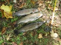 High angle closeup shot of freshly caught Rainbow Trout on the stream bank next to a flyrod Royalty Free Stock Photo