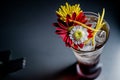 High angle closeup shot of a glass filled with ice and Transvaal daisies in it on dark background Royalty Free Stock Photo