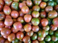 High angle closeup shot of half-ripe tomatoes Royalty Free Stock Photo