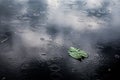 High angle closeup shot of an isolated green leaf in a puddle on a rainy day Royalty Free Stock Photo