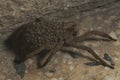 High angle closeup shot of a Lycosa spider carrying its offspring beside an exterior wall