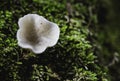 High angle closeup shot of a mushroom growing in the forest - perfect for background Royalty Free Stock Photo