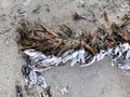 High angle closeup shot of a plant on a sandy beach in Stavern, Norway Royalty Free Stock Photo