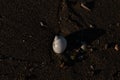 High angle closeup shot of seashells on the wet sand at the beach Royalty Free Stock Photo