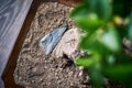 High angle closeup shot of a stone in the soil of a plant pot Royalty Free Stock Photo