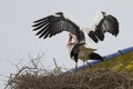 High angle closeup shot of two white storks on top of a roof on their nest while mating