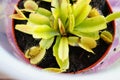 High angle closeup shot of a Venus flytrap plant growing in a pot