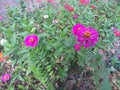 High angle of colorful flower plants and have green leaves planted in plastic pots Royalty Free Stock Photo