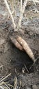 high angle of dirty roots on cassava plants growing on ground in farm on sunny day