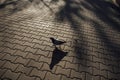 High angle dove walks on pavement bricks patterns