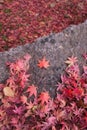 High angle of the fallen Japanese red maple tree leaves on the rock in autumn Royalty Free Stock Photo