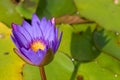 High angle focus shot of a beautiful lotus flower