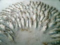 High angle. Fresh mackerel (Rastrelliger brachysoma) with crushed ice, on shelves for sale in a supermarket Royalty Free Stock Photo