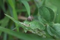 High angle front of a Cabbage Looper (Trichoplusia Ni) moth, sitting on a leaf