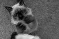 High angle grayscale shot of a fluffy Birman cat standing on a carpet