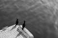 High angle grey scale shot of two black seabirds sitting on the wooden pier by the water