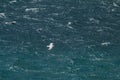 High angle horizontal shot of a seagull flying over a pure blue sea