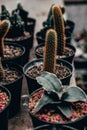 High angle look of group of potted cactus with defocus background in the garden.