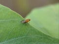 High-angle macro view of a common fruit fly on a green leaf Royalty Free Stock Photo